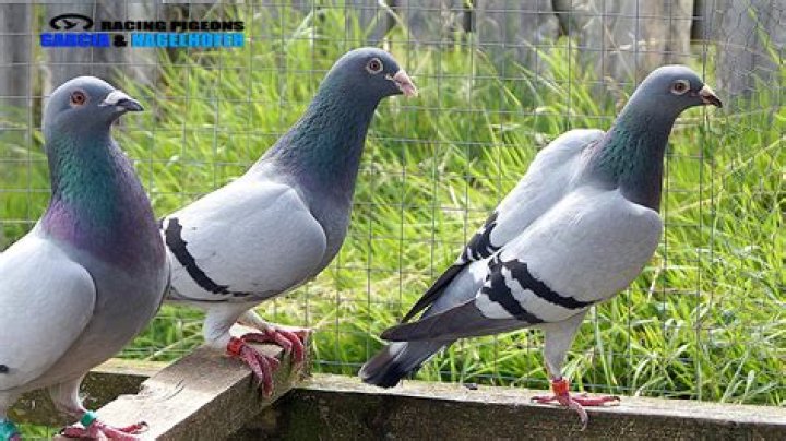Are all pigeons male?