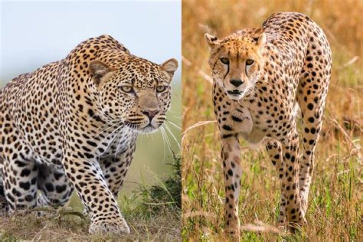 Are cheetahs dogs or cats?