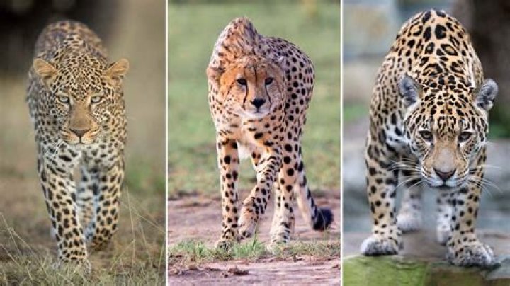 Are cheetahs faster than lions?