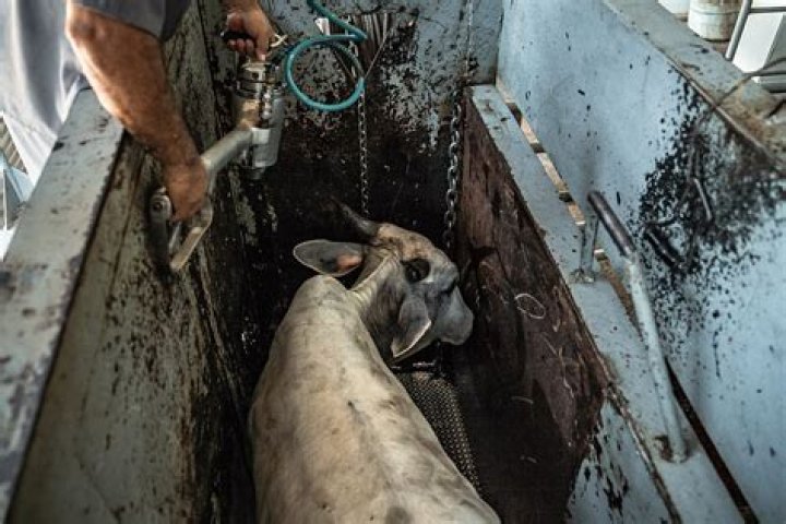 Are cows alive when slaughtered?