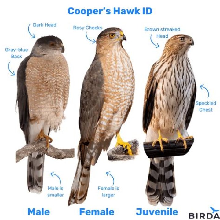 Are crows prey to hawks?