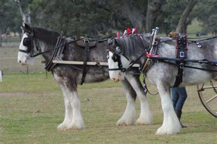 Are draft horses gentle?