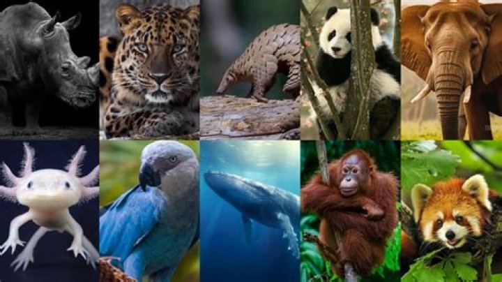 Are endangered cultures worth saving?