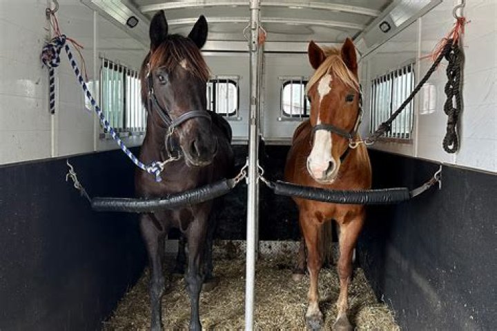 Are horses safe to be around?