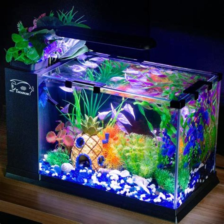 Are LED lights OK for betta fish?