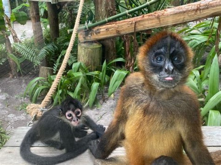 Are monkeys in Mexico friendly?