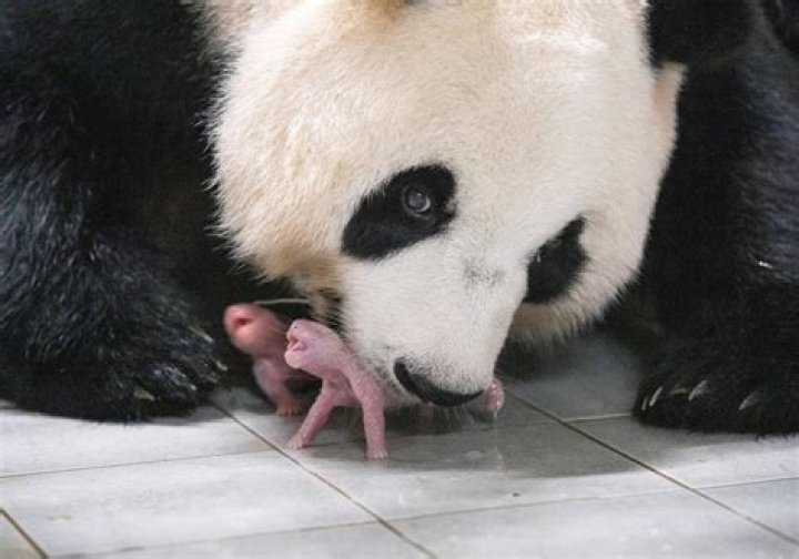 Are pandas stronger than bears?