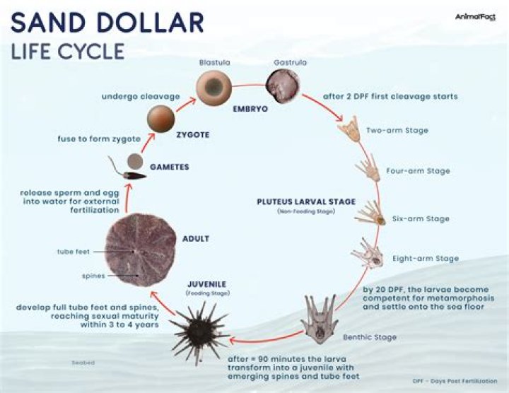Are Purple sand dollars alive?