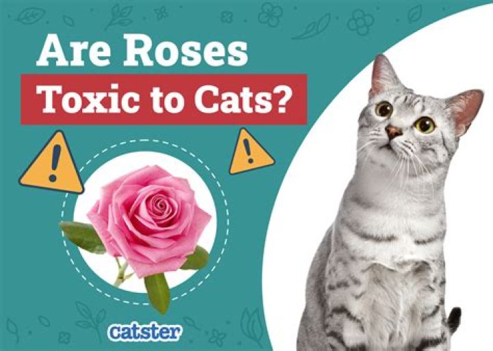 Are roses poisonous cats?