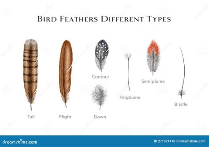Are there bird feathers in bread?