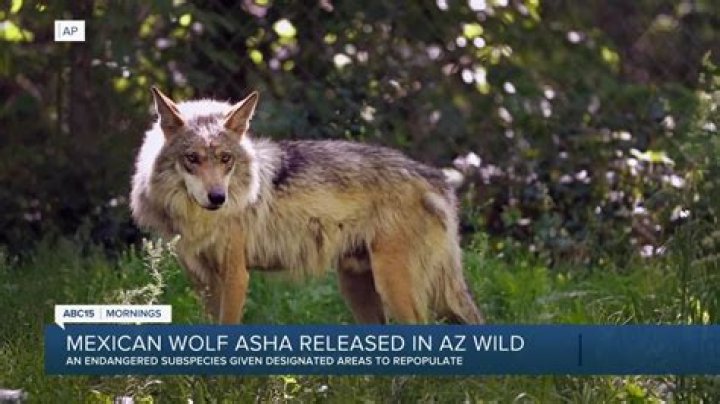 Are there wolves in Mexico?