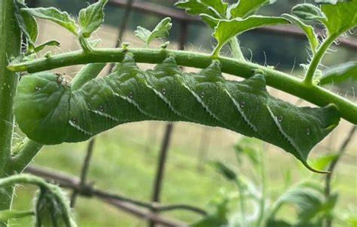 Are tomato hornworms rare?