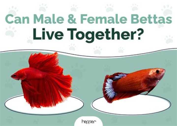 Can 2 female bettas be together?