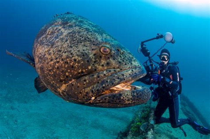 Can a grouper swallow a human?