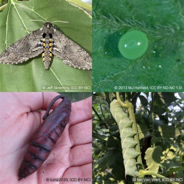 Can a human eat a hornworm?
