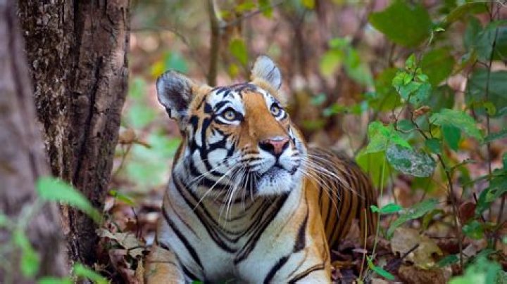 Can a RAM beat a Bengal tiger?