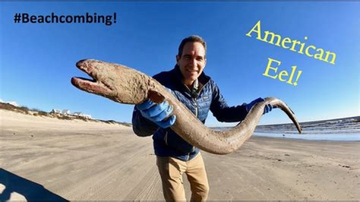 Can an American Eel hurt you?