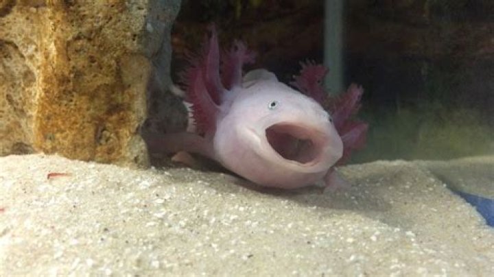 Can an axolotl yawn?