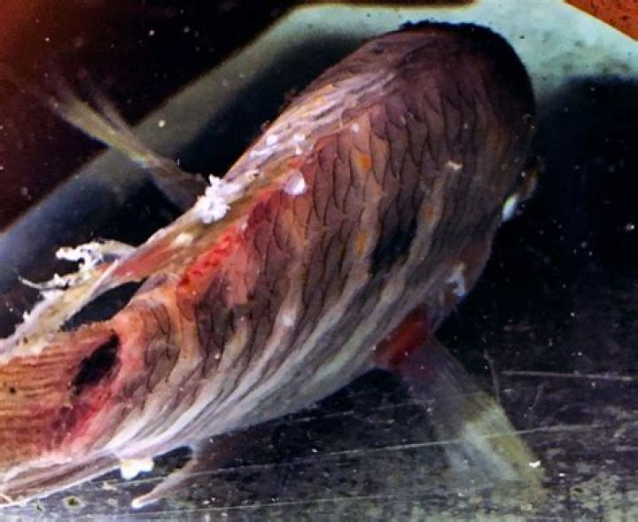 Can aquarium fish be in dark?