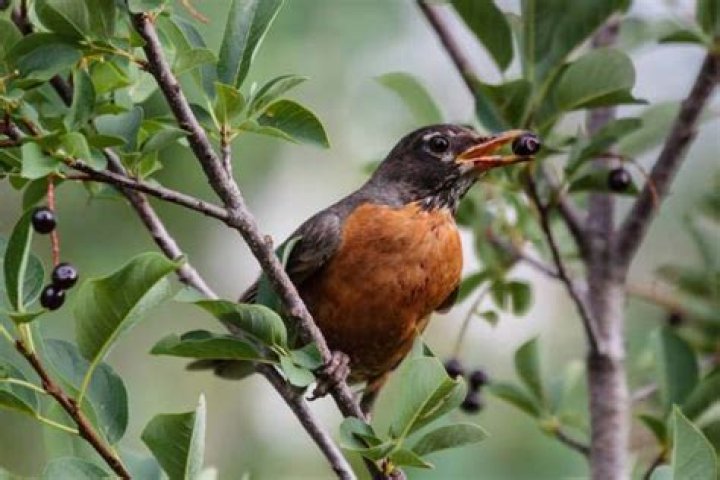 Can birds choke on seeds?
