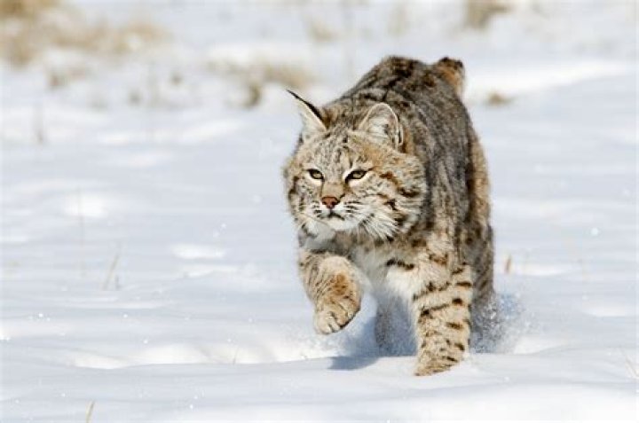 Can bobcats run fast?