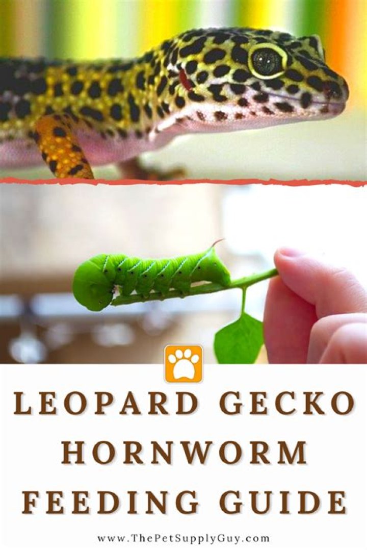 Can humans eat hornworms?