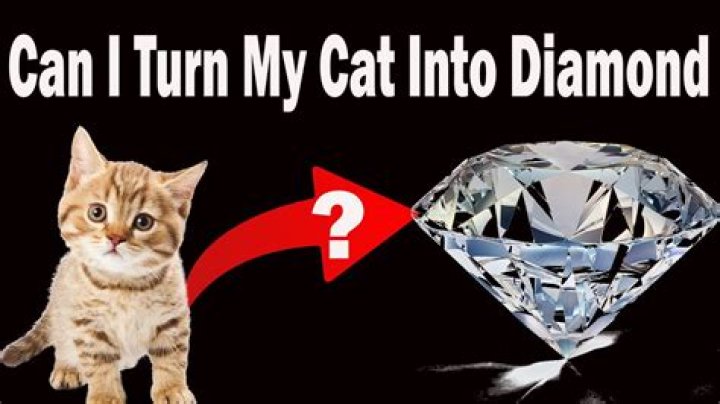 Can I turn my cat into a diamond?