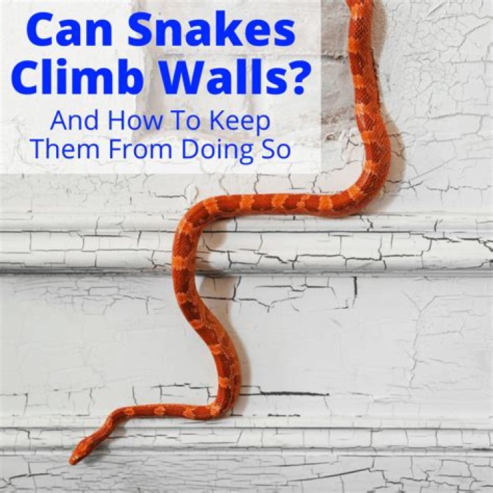 Can snakes climb straight up a wall?