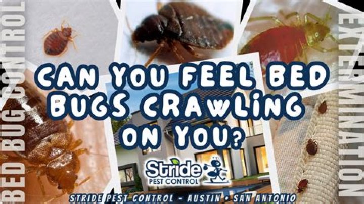 Can you feel bed bugs?
