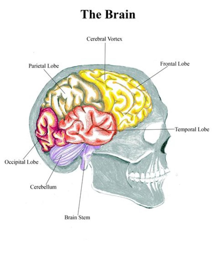 Can you pick up a human brain?