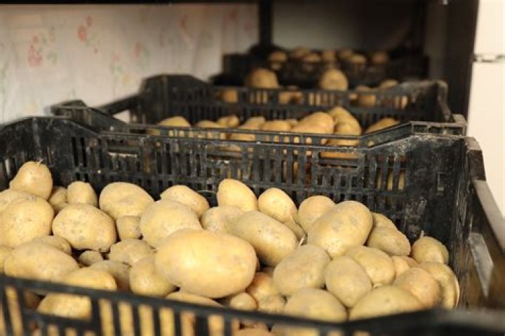 Can you store potatoes in plastic bins?