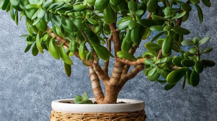 Can you touch a jade plant?