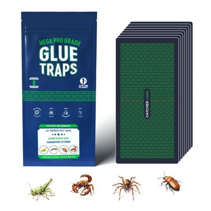 Do ant traps make it worse?