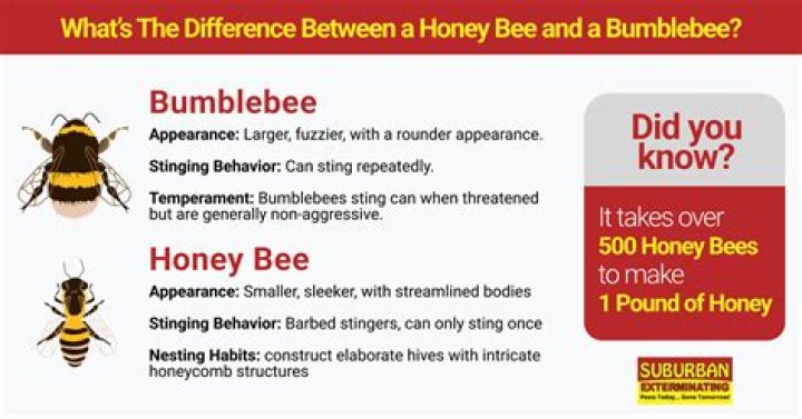 Do any other bees make honey?