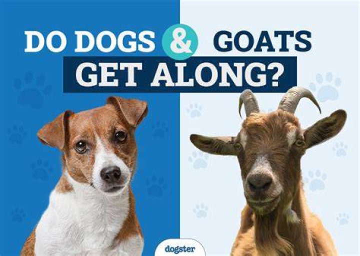 Do dogs get clingy before they die?