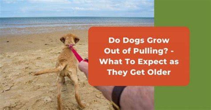 Do dogs grow out of pulling?