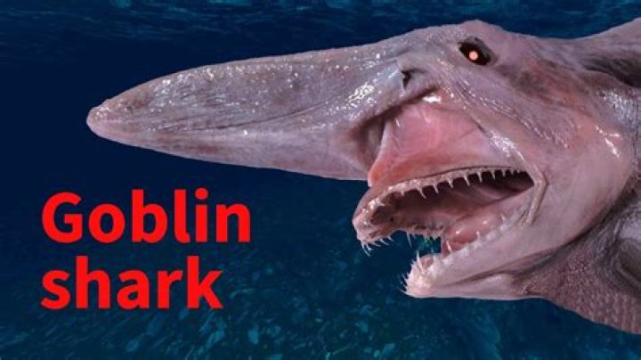 Do Goblin Sharks have predators?