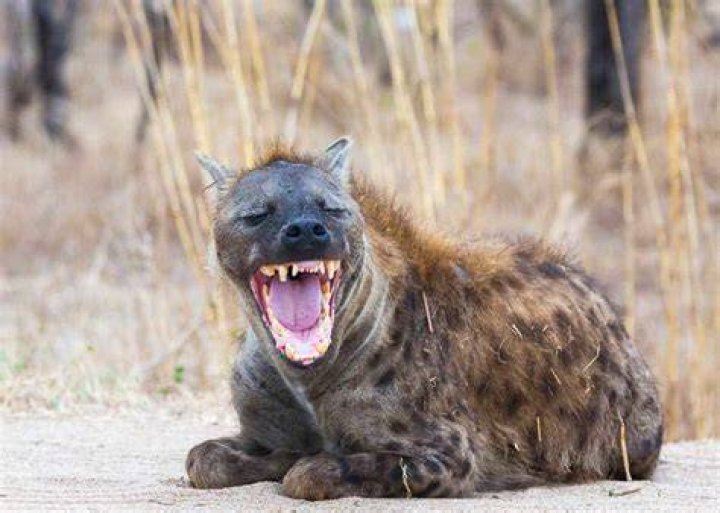 Do hyenas actually laugh?