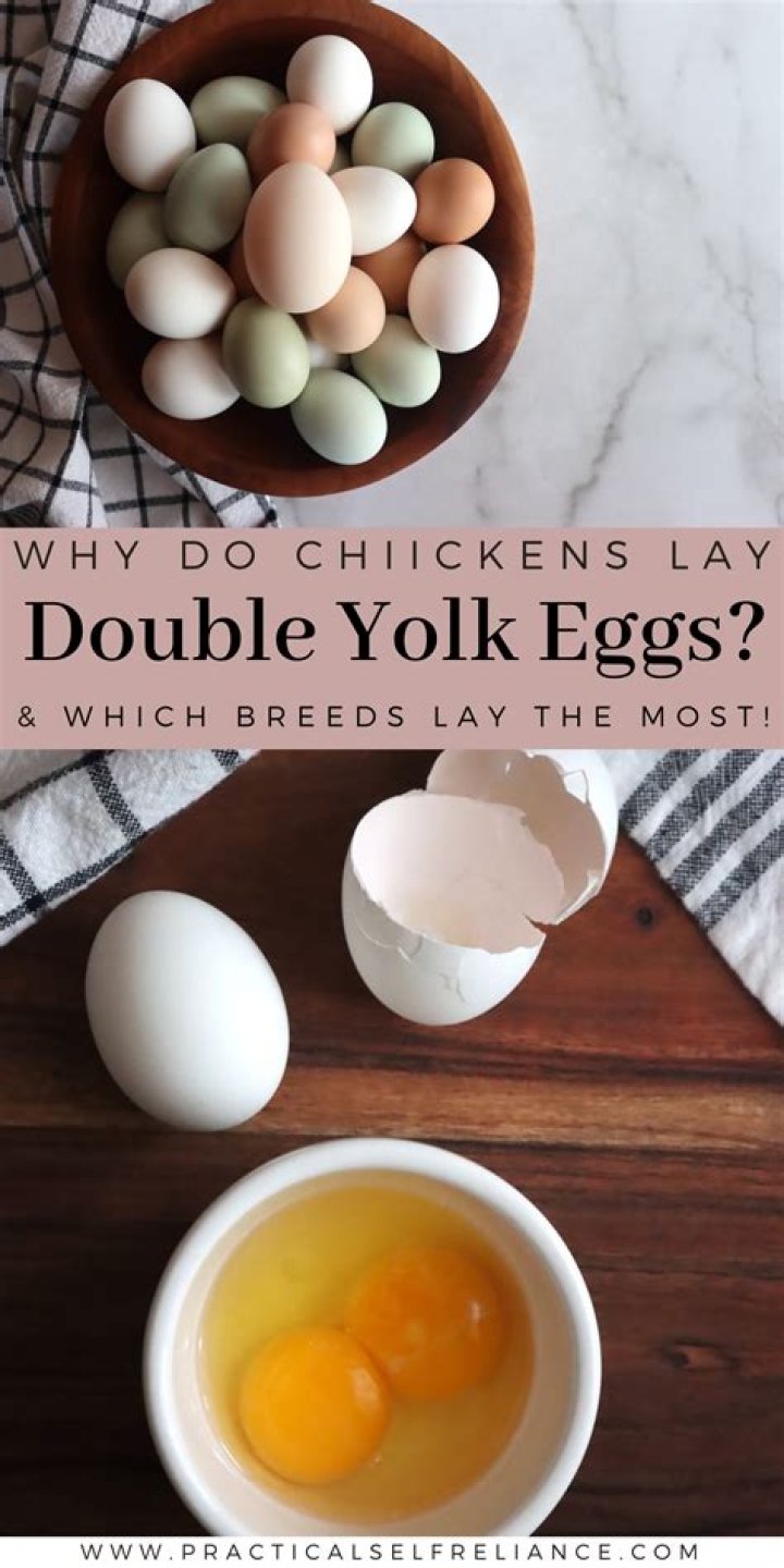 Do jumbo eggs have double yolks?
