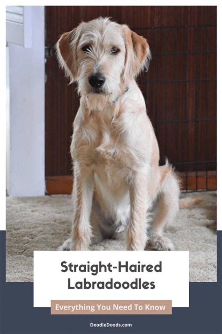 Do Labradoodles shed a lot?