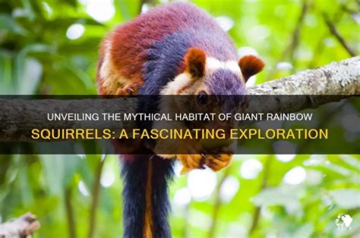 Do Rainbow squirrels exist?