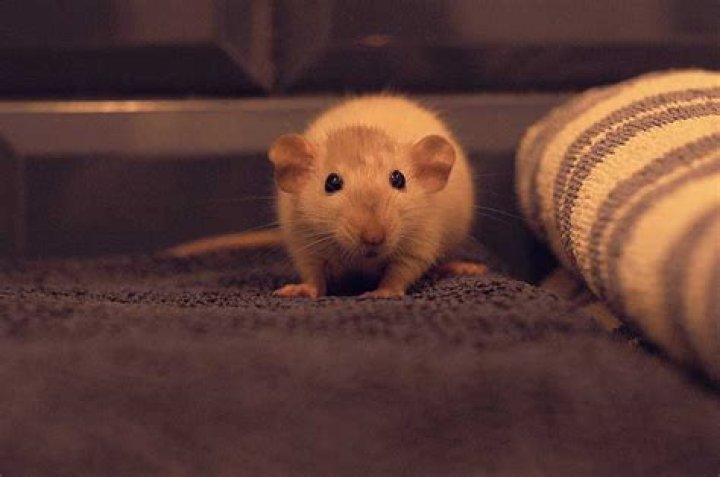 Do rats bite you in your sleep?