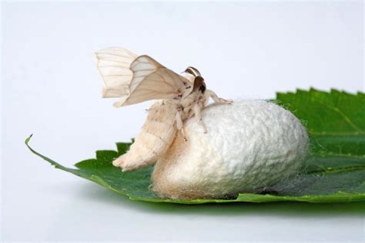 Do silk worms turn into butterflies?