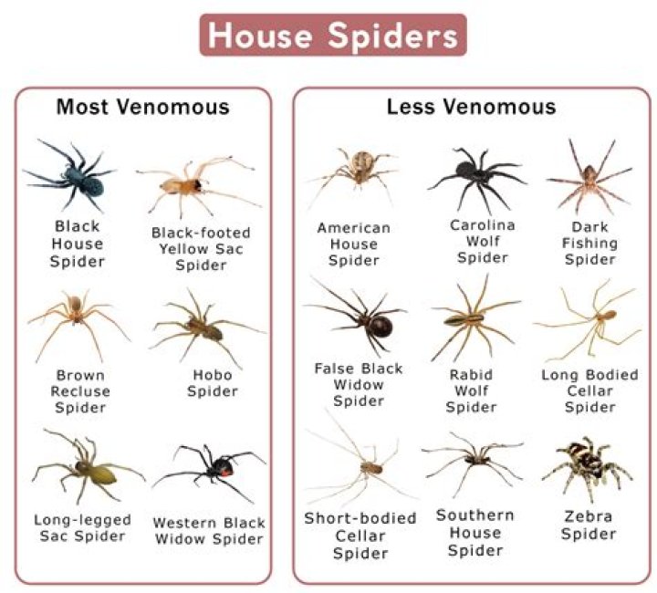 Do spiders like to hide in clothes?