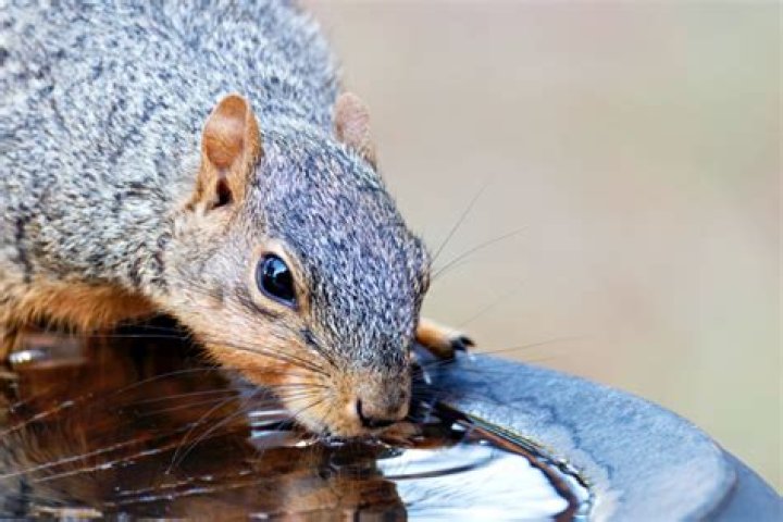 Do squirrels drink water?