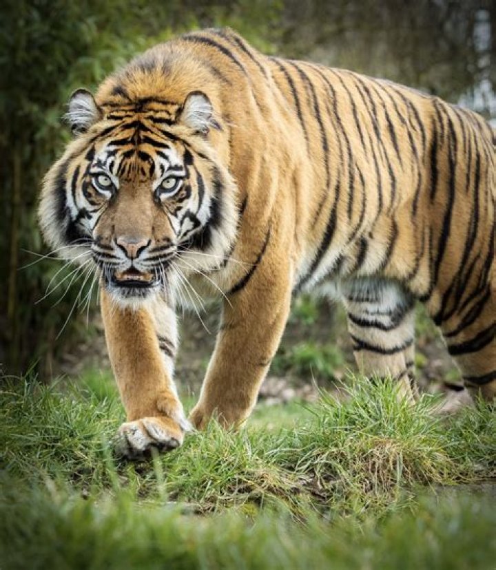 Do tigers eat their owners?