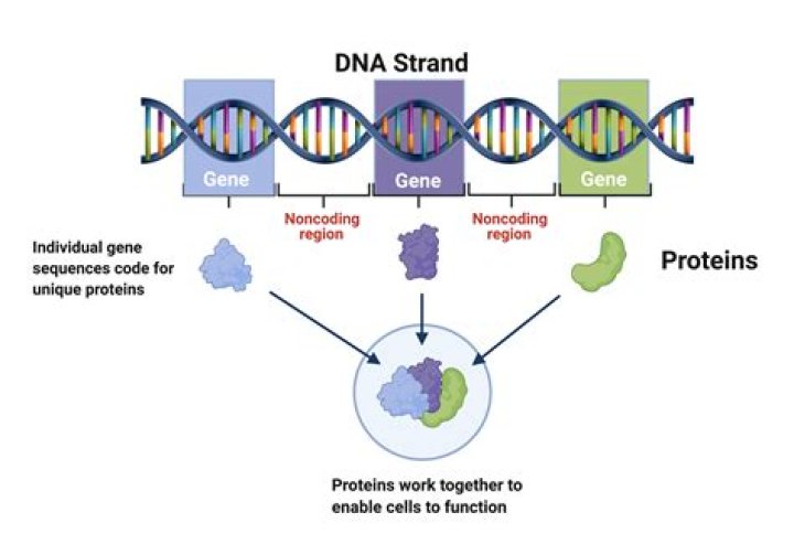 Do trees contain DNA?