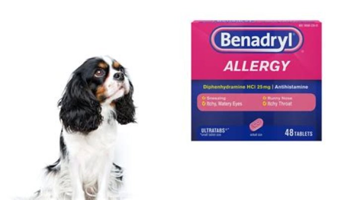 Does Benadryl help dogs with dermatitis?