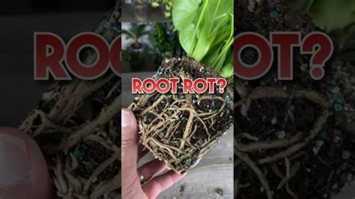 Does Cinnamon help with root rot?