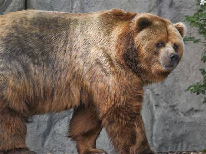 Does Russia have Kodiak bears?
